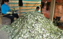 Giá atiso giảm mạnh, nông dân thu hẹp diện tích trồng
