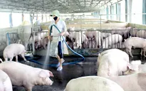 Ngành chăn nuôi hội nhập: Đẩy mạnh tái cơ cấu