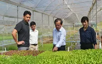 Đẩy mạnh xuất khẩu rau Đà Lạt sang Nhật Bản
