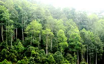 Tăng diện tích trồng mới rừng