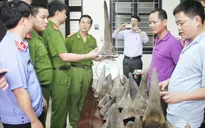 Nghệ An: Bắt vụ vận chuyển 37kg sừng tê giác