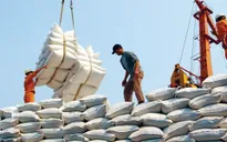 Lượng gạo xuất khẩu qua biên giới phía Bắc giảm mạnh