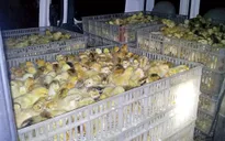 Hải Dương: Bắt gần 11.000 gà giống nhập lậu