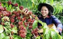 THTT: Khai mạc Lễ hội Cà phê Buôn Ma Thuột lần thứ V - 2015
