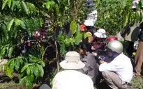 Lâm Đồng dành 10,3 tỷ đồng hỗ trợ giống cà phê cho hộ nghèo