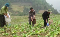Tỉnh Phú Yên gồng mình chống hạn cho cây trồng