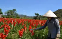 Hoa nở muộn sau Tết, giá giảm mạnh