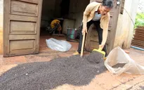 Bọ đậu đen "tấn công", cuộc sống người dân xáo trộn