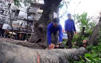 Chủ tịch Hà Nội yêu cầu rà soát việc chặt cây xanh trước 'tranh cãi' của dư luận