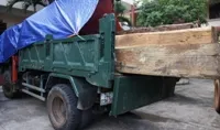 Hạt trưởng kiểm lâm là chủ của hơn 5,3m3… gỗ lậu