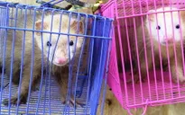 'Nhét' chồn, rùa, kỳ đà vào vali và balo để mang về Việt Nam tiêu thụ