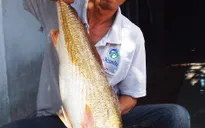 Xe buýt Hà Nội tông xe máy trong hầm, ngư dân Khánh Hòa câu được cá lạ