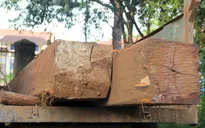 Bắt lượng gỗ lớn khai thác trái phép
