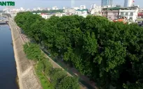 Hình ảnh cuối cùng về hàng cây cổ thụ tuyệt đẹp ở Hà Nội sắp bị đốn hạ