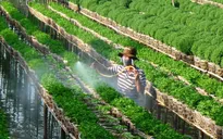 Làng hoa Sa Đéc “chạy nước rút” đón Tết