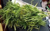 Tự trồng cần sa rồi rao bán trên mạng xã hội