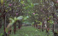 Hoa đào đã nở ở vườn đào Nhật Tân