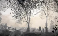 Indonesia: Tình trạng khói mù do cháy rừng ngày càng nghiêm trọng