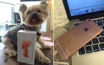 iPhone 6S đến tay người dùng trước khi Apple chính thức phát hành