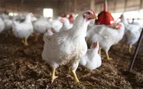 Cúm gia cầm "móc túi" khoảng 8 tỷ USD của người tiêu dùng Mỹ