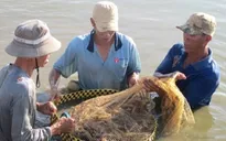 Giá tôm tiếp tục giảm mạnh