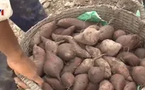 ĐBSCL: Khoai lang giảm giá mạnh