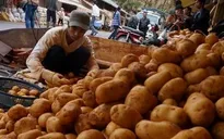 Khoai tây Đà Lạt khan hiếm và tăng giá vào mùa mưa