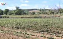 Hỗ trợ nông dân nâng cao giá trị sản phẩm khoai lang