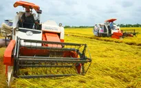 Tái cơ cấu trồng trọt: Thiếu đồng bộ