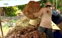 Khoai lang Vĩnh Long rớt giá thê thảm