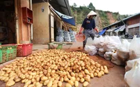 Đà Lạt huỷ lệnh cấm khoai tây Trung Quốc