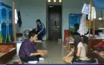 TT-Huế: Người dân bất an vì kiến ba khoang xuất hiện ồ ạt
