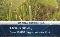 Giá khoai môn sụt giảm