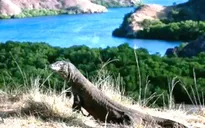 Đảo rồng Komodo - Điểm nhấn du lịch của Indonesia
