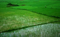 Đất chuyên canh trồng lúa được hỗ trợ 1 triệu đồng/ha/năm