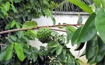 Thương lái ngừng thu mua lá mãng cầu