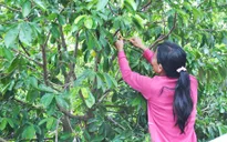 Tiền Giang: Thương lái mua lá mãng cầu giá cao bỏ trốn