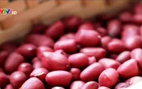 Tạm ngừng nhập khẩu lạc nhân từ Ấn Độ