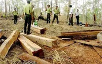 Quảng Nam: Điều tra nhóm lâm tặc chống người thi hành công vụ