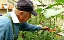 Tự trồng rau quả tại vườn nhà - Xu hướng mới