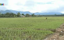 Bình Thuận: 145 người cùng một xã bị mắc bệnh ung thư