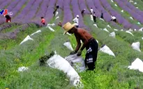 Đến Bulgaria trải nghiệm mùa thu hoạch hoa oải hương