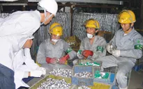 Miễn xử phạt lao động bất hợp pháp tự nguyện về nước