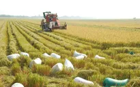 Liên kết sản xuất nông nghiệp - Hướng đi đúng!