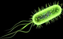 Cảnh báo bệnh nhiễm khuẩn Listeria gia tăng tại châu Âu