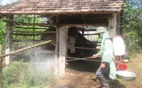 Phú Yên: Dịch lở mồm long móng diễn biến phức tạp