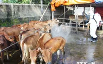 Phú Yên: Khó khăn trong ngăn chặn dịch lở mồm long móng vùng giáp ranh