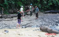 Nghệ An: Người dân liều mình vớt củi giữa dòng nước xiết