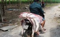 Ô nhiễm nghiêm trọng từ các lò mổ tự phát ở Nha Trang