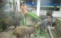 Trở thành tỷ phú nhờ mô hình liên kết sản xuất lợn rừng hữu cơ